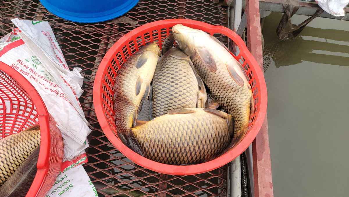 Những con cá yếu được người dân vớt lên mang bán thu hồi vốn, gỡ gạc khó khăn.