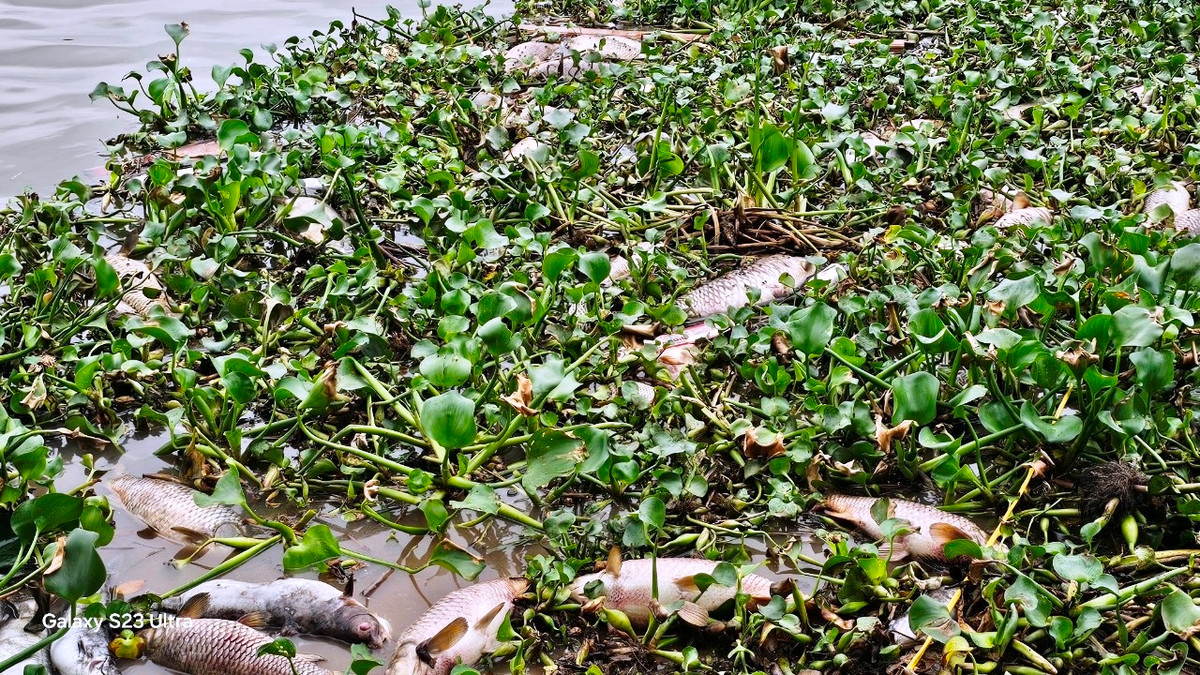 Tuy nhiên, không ít người thiếu ý thức đã mang xác cá chết ném ra sông Thái Bình