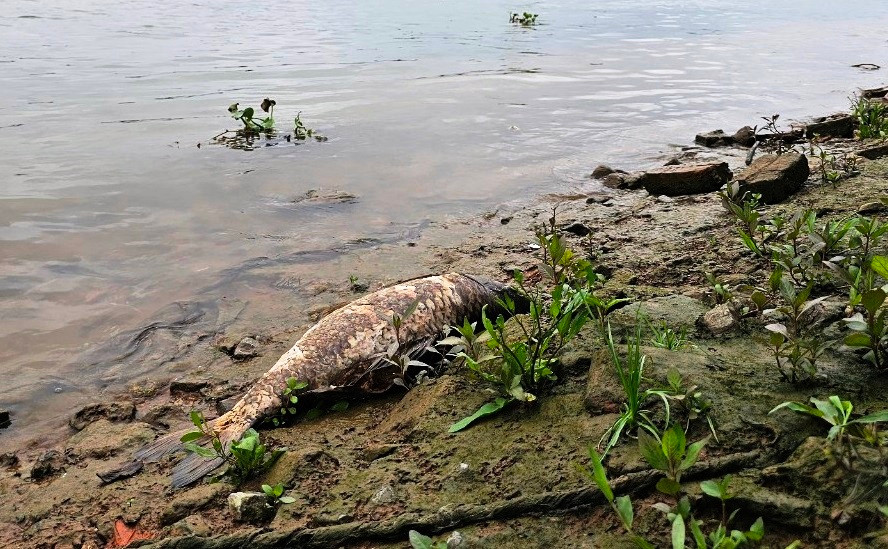 Một xác cá chép nặng gần chục kg đang phân hủy.