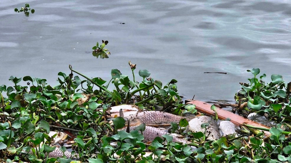 Họ đề nghị các cơ quan chức năng cần có biện pháp chấn chỉnh các hộ nuôi cá lồng có hành vi vứt xác cá chết ra sông.