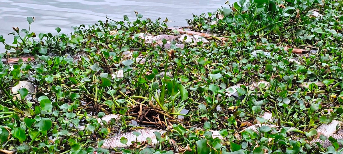 Nhiều người dân đã trục vớt nhưng lúc sau, lượng cá chết khác lại dạt vào bờ.