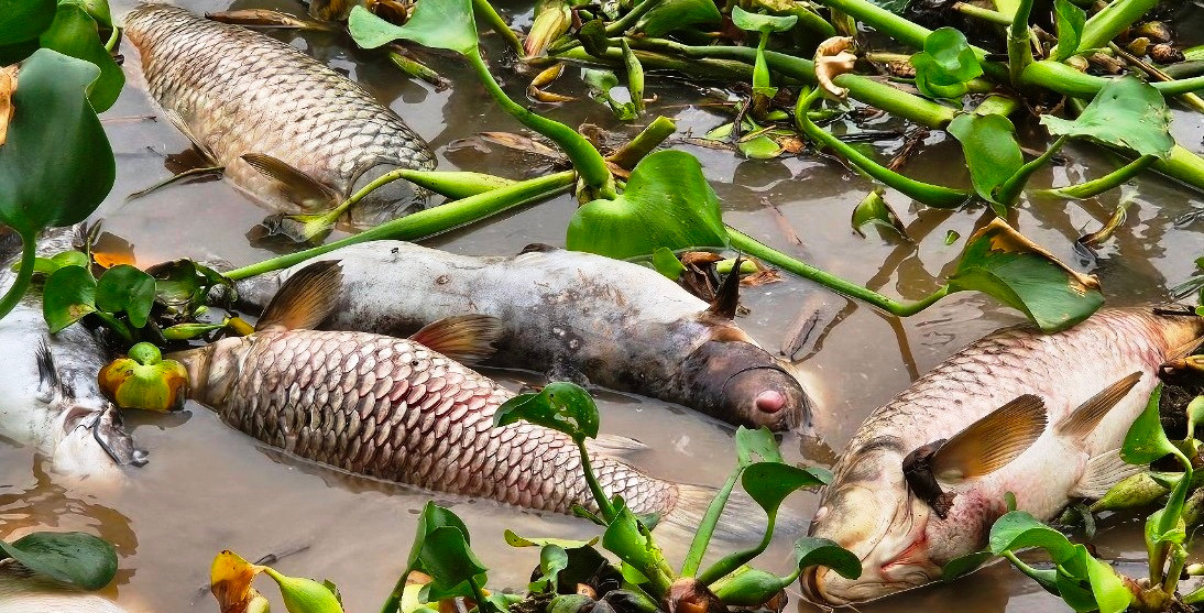Những xác cá nuôi lồng chết nổi lênh trên sông Thái Bình.