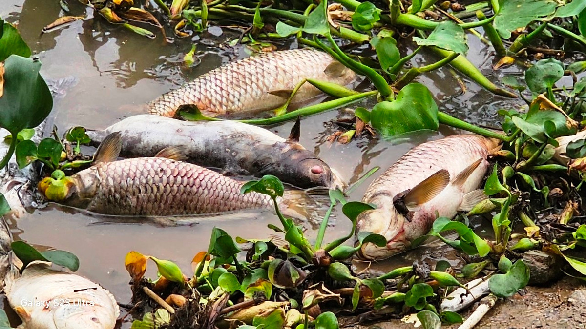 Đa số là xác cá chép, cá lăng và cá diêu hồng từ các lồng nuôi bị chết.