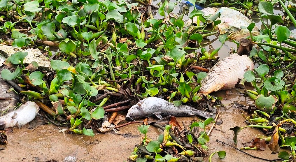 Cá chết bị sóng đánh dạt vào ven bờ gây hôi thối cả vùng.