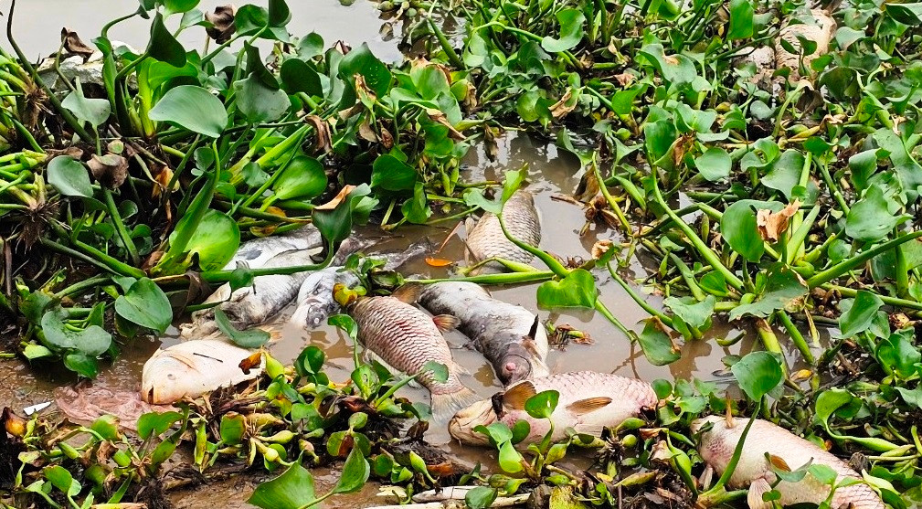 Đồng thời nhanh chóng trục vớt xác cá trên khúc sông này.