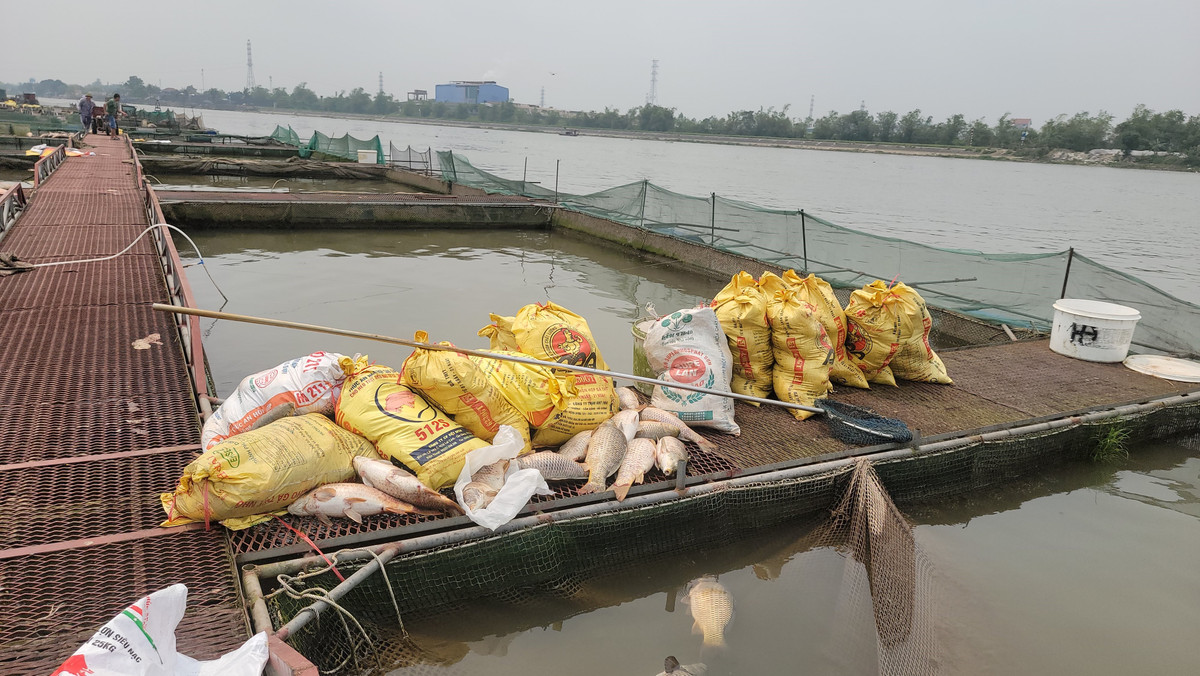 Những con cá chết được cho vào bao tải.