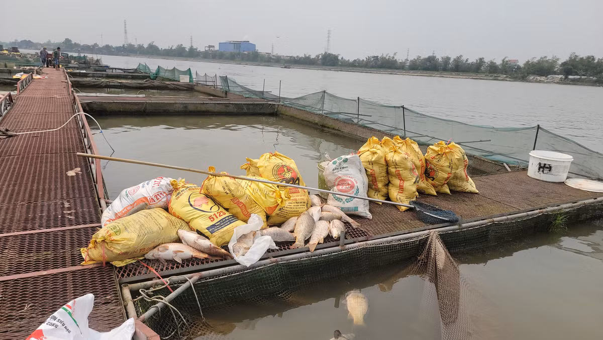 Những con cá chết được cho vào bao tải.