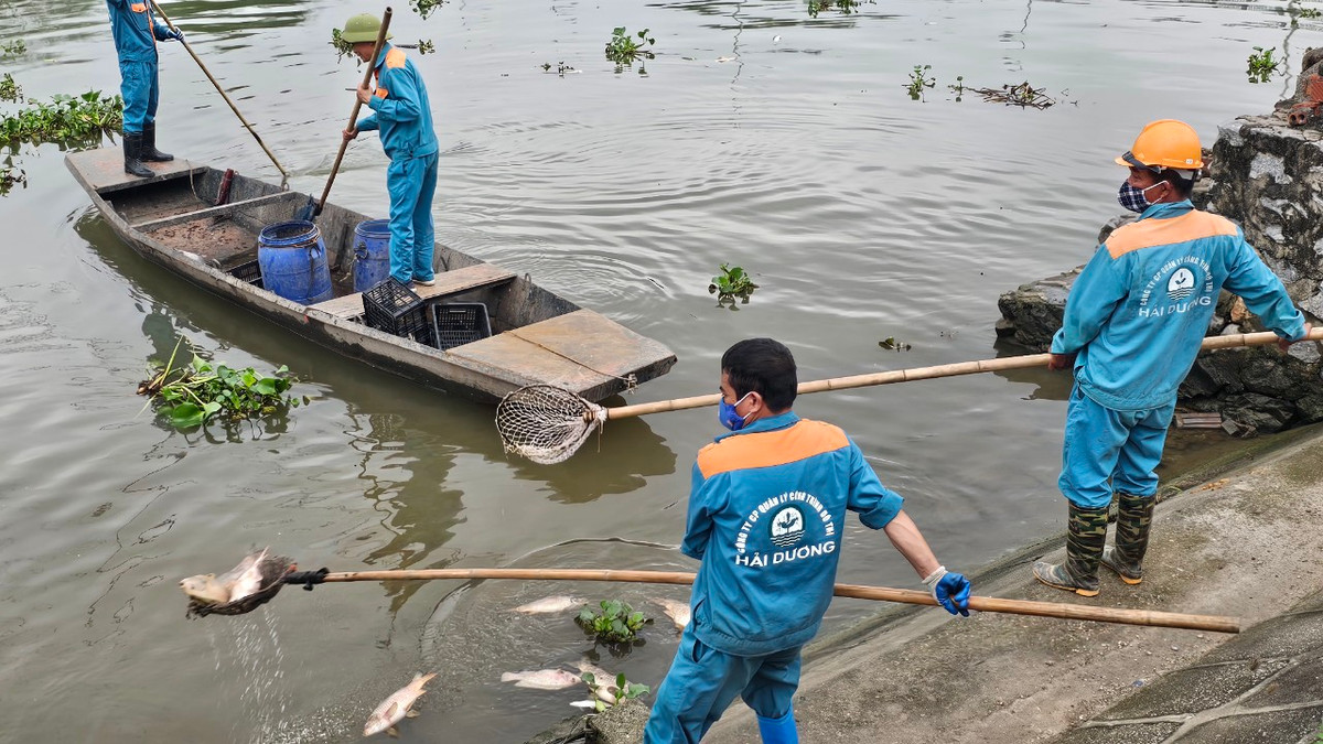 Một công nhân cho biết, do lượng cá lớn, diện tích rộng, họ có thể sẽ phải trục vớt xác cá đến đêm