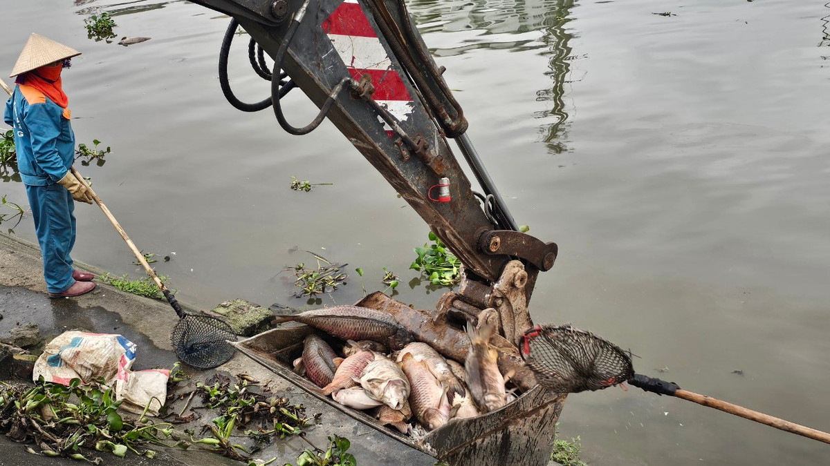Chỉ vài phút, gàu máy xúc đã đầy xác cá