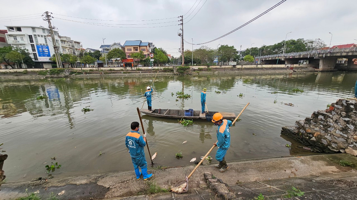 Sáng 7/4, các công nhân môi trường trục vớt xác cá chết trên sông Sặt.
