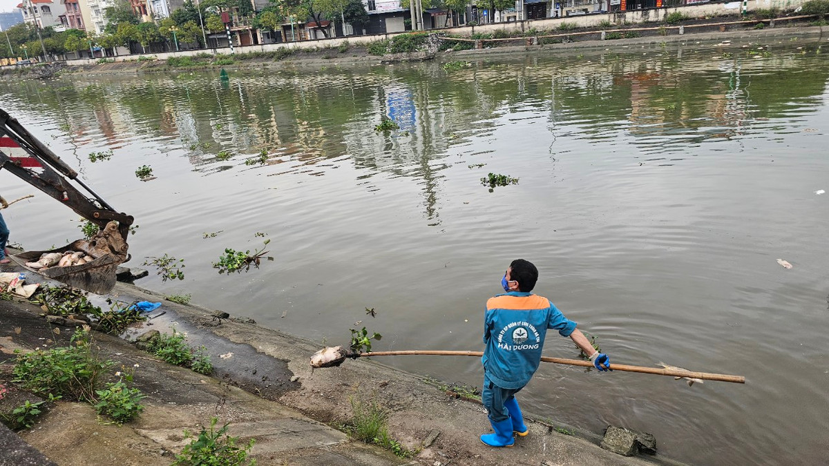 Xác cá sau khi được vớt từ sông sẽ được cho lên gàu máy xúc.