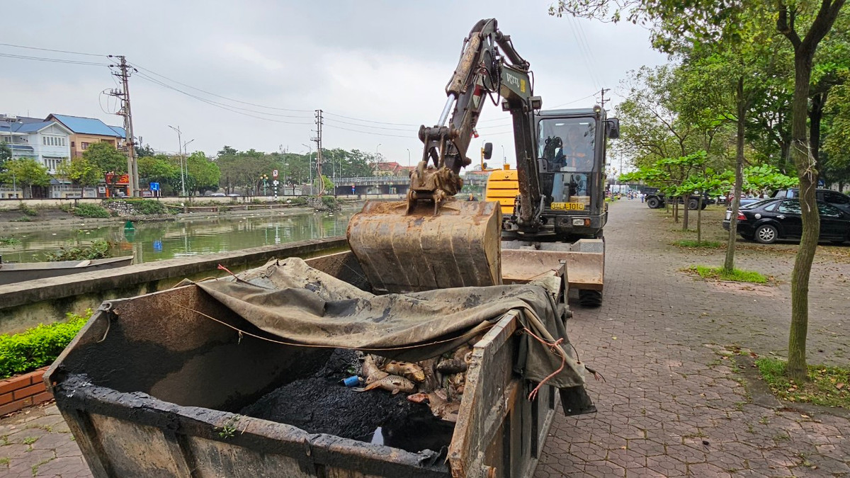 Máy xúc được huy động phục vụ việc trục vớt xác cá thối, chết.