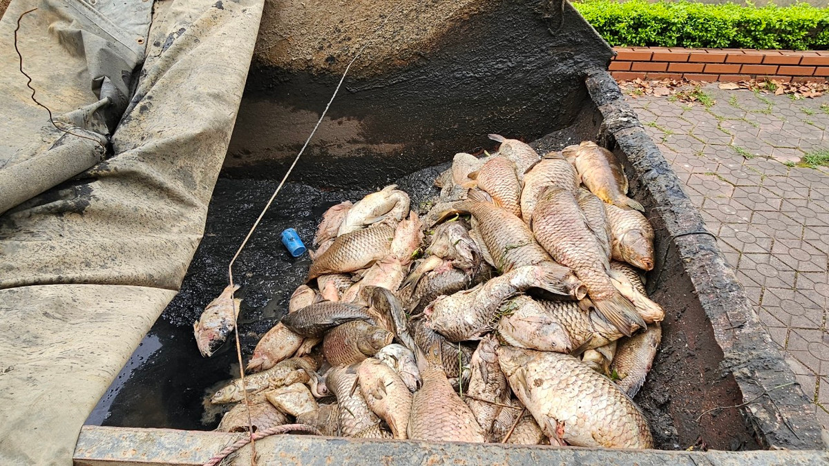 Lượng cá các công nhân môi trường vớt được chỉ sau ít phút.