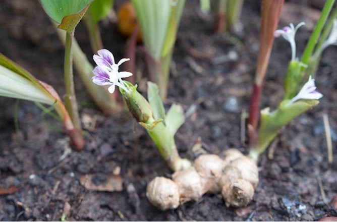 17 bai thuoc quy tu gung den-Hinh-2