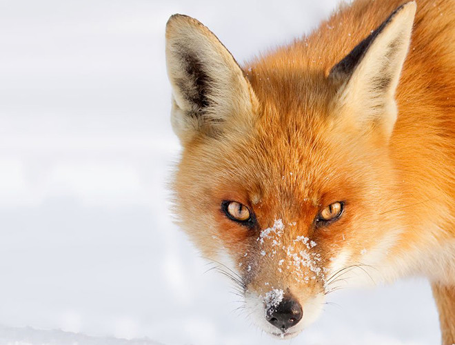 Cáo đỏ gây ấn tượng bởi bộ lông màu nâu vàng điển hình, đuôi có vệt lông trắng vô cùng đẹp mắt