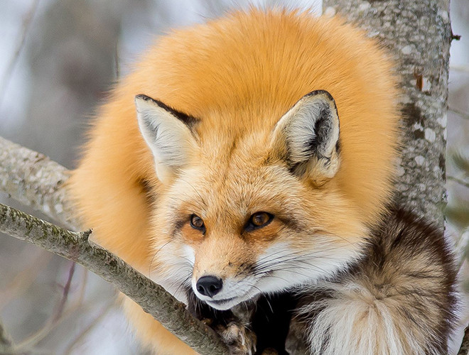 Ngoại hình cực ấn tượng của loài cáo lông đỏ