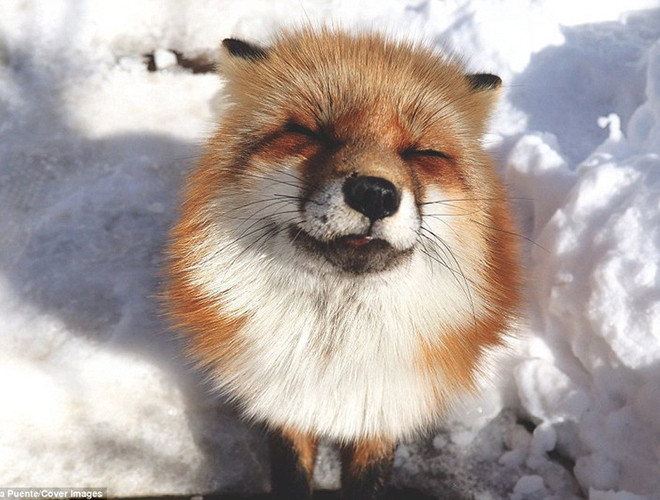 Cáo đỏ (Vulpes vulpes) là loài cáo lớn nhất, phân bố rộng rãi và đa dạng nhất trong tất cả loài cáo. Chúng có thể được tìm thấy khắp Bắc bán cầu và cả châu Úc