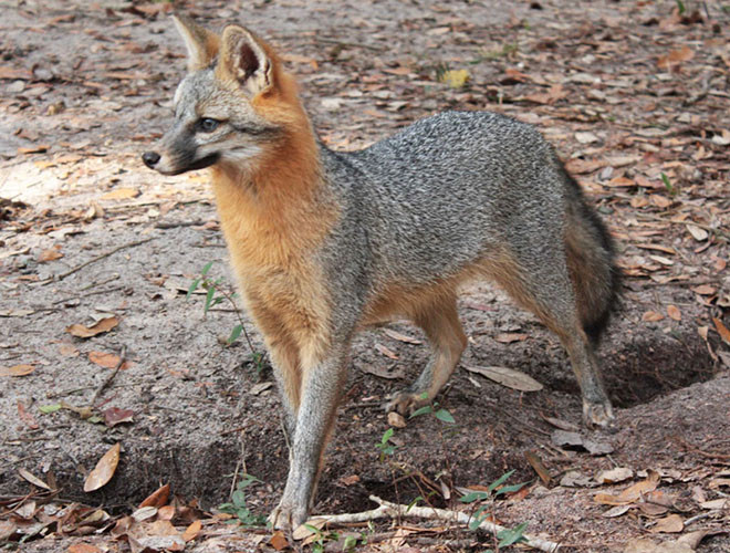 Loài cáo này sống rải rác trên khắp vùng Bắc Mỹ