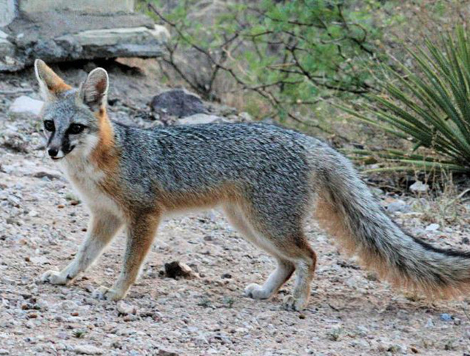 Cáo lông xám là một trong những loài cáo đẹp nhất thế giới