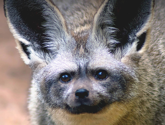 Cáo tai dơi (Otocyon megalotis) là một động vật thuộc họ chó. Chúng chỉ có đúng hai quần thể riêng biệt, một quần thể sống ở khu vực phía Nam, quần thể còn lại phân bố ở vùng Đông Phi