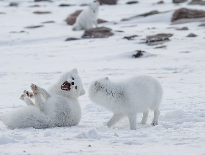 Cáo Bắc cực là loài ăn tạp, ăn hầu như bất cứ thứ gì chúng có thể tìm thấy - từ động vật gặm nhấm, chim hoặc cá, rong biển và xác bỏ thừa của những kẻ săn mồi lớn hơn. Trong trường hợp khan hiếm thức ăn, nó còn ăn phân của chính mình