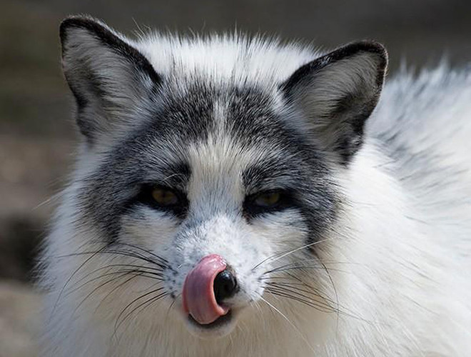 Cáo lông cẩm thạch Bắc Cực sở hữu một mùi hương đặc biệt. Chúng thường đi tiểu tại những nơi dễ thấy để đánh dấu lãnh thổ của mình