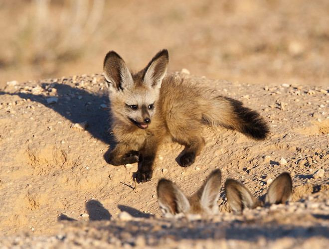 Với hình dạng khuôn mặt hơi giống loài chó, cáo tai dơi trông vừa có nét đáng yêu như những con thú cưng, lại vừa mang nét hoang dại