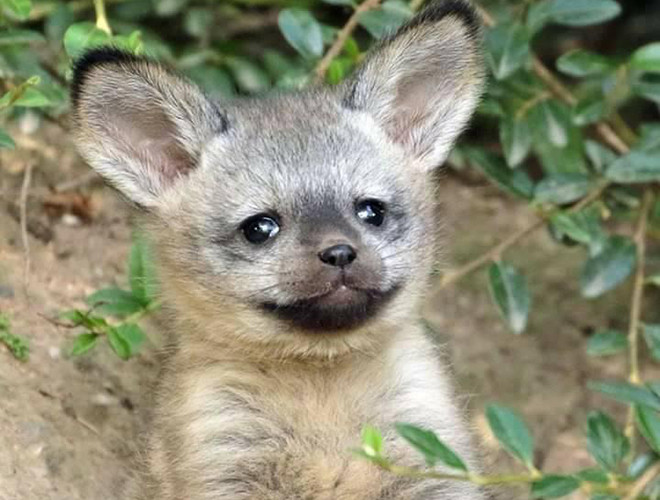 Đặc trưng của nhà cáo tai dơi là đôi tai lớn, dài 13cm trong khi cả cơ thể chỉ đạt mức trung bình vào khoảng 55cm. Đây được coi là bộ phận nhạy cảm, giúp chúng dễ dàng phát hiện các âm thanh lạ để săn mồi đồng thời điều hòa thân nhiệt, giúp cáo tai dơi dễ dàng thích nghi với điều kiện nhiệt độ cao