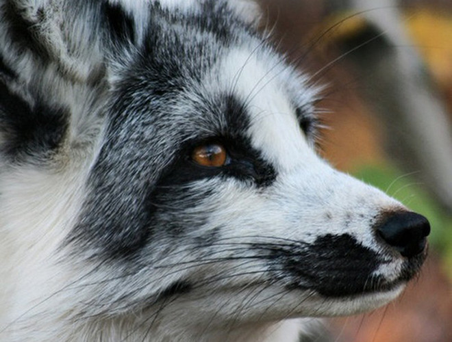  Cáo lông cẩm thạch Bắc Cực là một thành viên của nhánh cáo đỏ. Loài cáo này sở hữu bộ lông màu trắng pha đen rất đẹp mắt