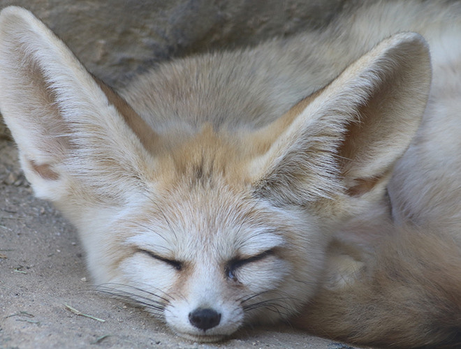 Không chỉ đáng yêu, cáo Fennec còn rất chung thủy. Chúng sống theo chế độ một vợ một chồng. Với ngoại hình nhỏ nhắn dễ thương, loài cáo này thường được thuần hóa trở thành thú nuôi