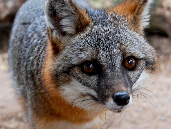 Cáo lông xám là động vật duy nhất trong họ chó có thể trèo cây