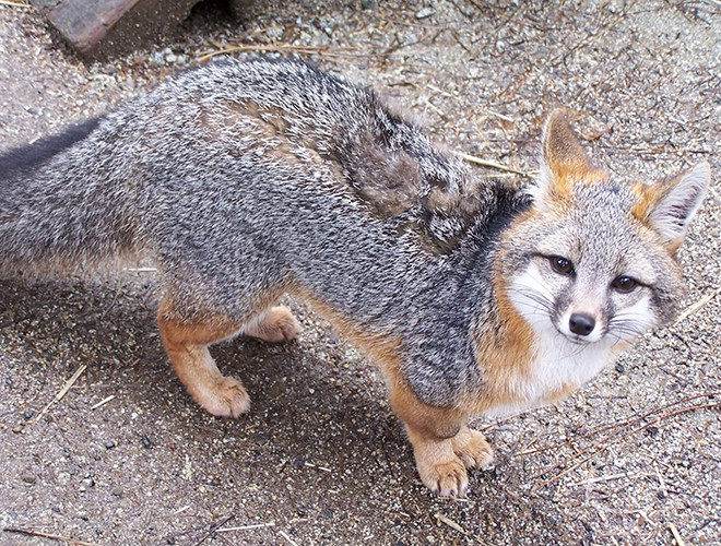 Loài cáo xám nổi bật với bộ lông "muối tiêu" và lông đuôi có vệt đen nhánh