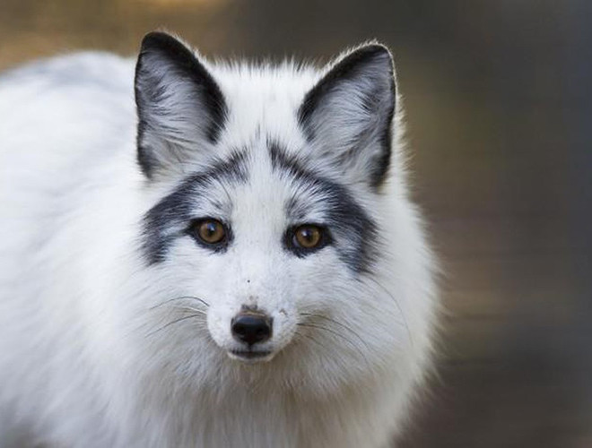 Tuy nhiên, màu lông của loài cáo này không phải là màu lông tự nhiên mà do con người tác động, thay đổi nhằm mục đích lấy lông