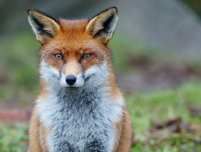 Thông thường, cáo lông đỏ sống đơn lẻ và săn bắt các con mồi sống (đặc biệt là động vật gặm nhấm nhỏ). Chúng là những thợ săn rất nhanh nhẹn và có thể nhảy qua rào cao 2m