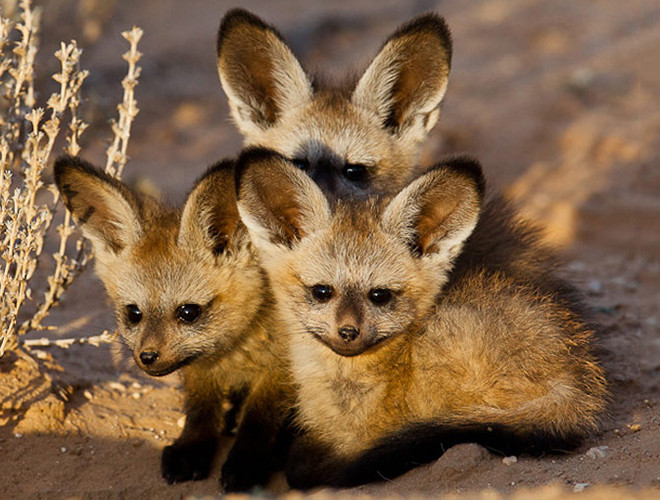 Hầu hết cáo tai dơi đều sống trong các khu vực khô cằn, cỏ ngắn, cây bụi thấp. Chúng biết đào hang để tránh nắng gió, nhiệt độ lên xuống thất thường và đẻ con