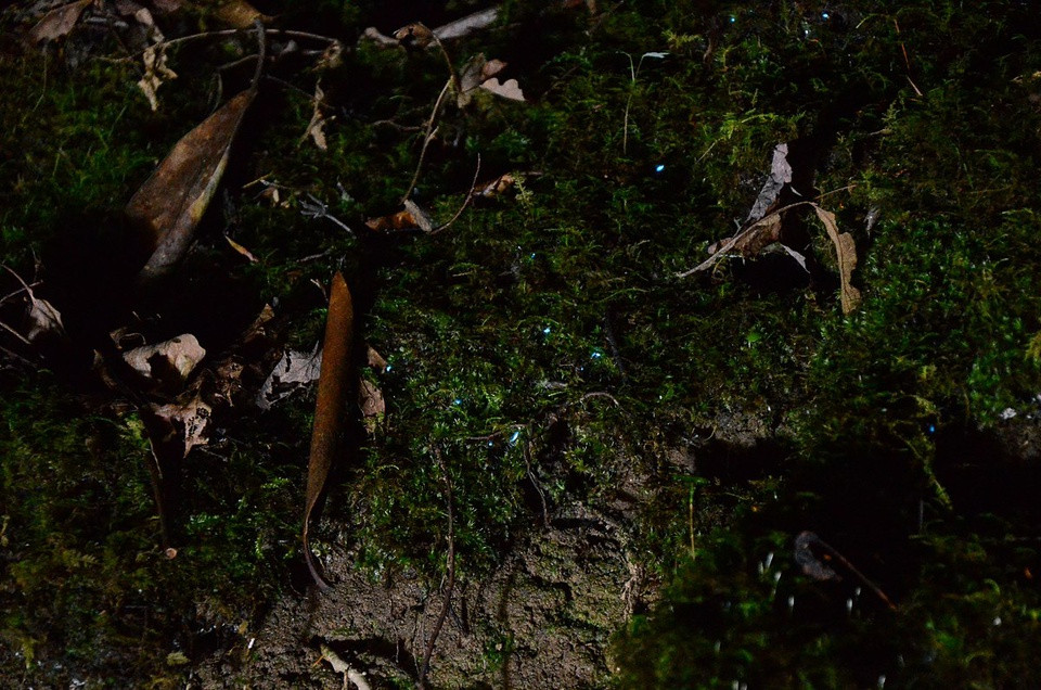 Bên cạnh đó, các chất ô nhiễm nhẹ ảnh hưởng rất nhiều đến động vật phát quang sinh học, đặc biệt là những loài được tìm thấy trên đất liền. Việc tiếp xúc nhiều hơn với ánh sáng nhân tạo do các hoạt động của con người có thể làm gián đoạn thời gian và thay đổi địa điểm của những loài phát quang sinh học xuất hiện. Do vậy, chỉ một thay đổi nhỏ cũng có thể phá vỡ cấu trúc sinh học ở hẻm núi Dismals, khiến hiện tượng kỳ thú của thiên nhiên biến mất mãi mãi. Ảnh: Flickr.