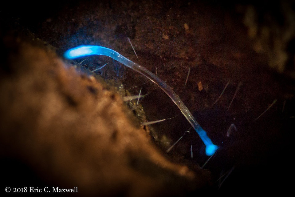 Giun phát sáng ở Dismals Canyon là giai đoạn ấu trùng của loài ruồi ăn nấm bản địa, đặc hữu tại Bắc Mỹ có tên Orfelia fultoni. Đây là họ hàng gần với giun phát sáng ở Australia và New Zealand, sống trong những hang động ẩm ướt và phủ đầy rêu xanh, nơi lý tưởng cho chúng tạo thành mạng lưới để bắt mồi. Dismalite phát ra ánh sáng xanh lam và xanh lục từ cả phần đầu và đuôi để thu hút con mồi, thường là muỗi vằn Alabama. Ảnh: Eric C. Maxwell.