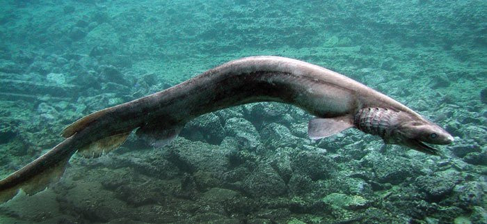 Thật đáng kinh ngạc, những con cá mập này về cơ bản vẫn giống nhau trong 80 triệu năm, kể từ trước khi loài khủng long tuyệt chủng. Chúng sống ở độ sâu từ 65 foot đến 4.900 foot (20 đến 1.500 m) dưới nước ở Đại Tây Dương và Thái Bình Dương, theo Liên minh Bảo tồn Thiên nhiên Quốc tế (IUCN). 