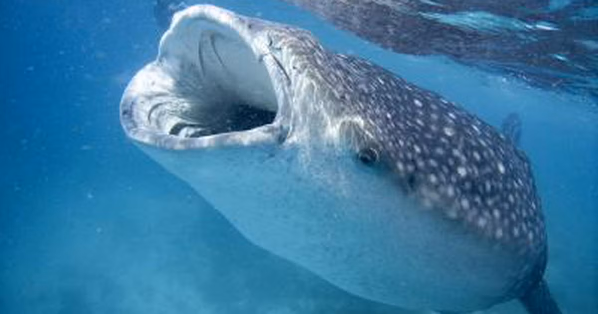 Vào năm 2020, các nhà nghiên cứu Nhật Bản đã phát hiện ra rằng mắt cá mập voi được bao quanh bởi những chiếc răng nhỏ gọi là răng giả da. Theo Phys.org, những chiếc răng giả này nằm giữa các túi phồng chứa nhãn cầu của cá mập (chúng không có mí mắt). Răng giả có hình dạng tương tự như răng hàm của con người và chúng có thể giúp bảo vệ mắt cá mập voi khỏi sự tấn công của các sinh vật đại dương nhỏ.