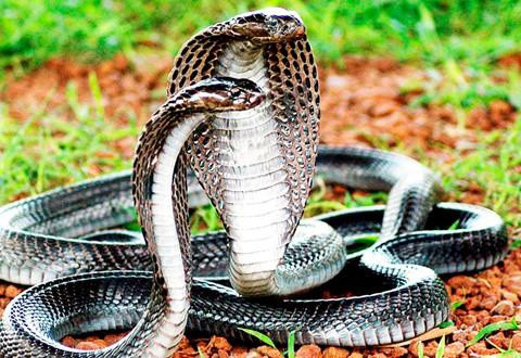 Theo "Cổng thông tin điện tử Tiền Giang", trại rắn Đồng Tâm ở tỉnh Tiền Giang được thành lập tháng 10/1979, là nơi nghiên cứu, nuôi, bảo tồn các loại rắn quý làm thuốc, chế biến thuốc y học dân tộc, cấp cứu và điều trị rắn độc cắn cho cán bộ và nhân dân trong vùng. Năm 1989, Nhà nước đã phong tặng danh hiệu Anh hùng Lao động cho trại rắn Đồng Tâm. Đây là trại rắn lớn nhất nước ta, hiện nuôi hàng chục nghìn con rắn với đủ các chủng loại như hổ mang chúa, hổ mèo, mai gầm… Có những con hổ mang chúa lớn tới hàng chục kg.