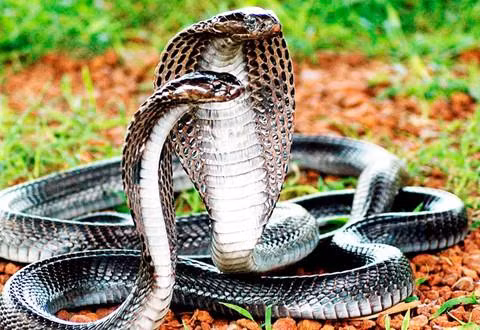 Theo "Cổng thông tin điện tử Tiền Giang", trại rắn Đồng Tâm ở tỉnh Tiền Giang được thành lập tháng 10/1979, là nơi nghiên cứu, nuôi, bảo tồn các loại rắn quý làm thuốc, chế biến thuốc y học dân tộc, cấp cứu và điều trị rắn độc cắn cho cán bộ và nhân dân trong vùng. Năm 1989, Nhà nước đã phong tặng danh hiệu Anh hùng Lao động cho trại rắn Đồng Tâm. Đây là trại rắn lớn nhất nước ta, hiện nuôi hàng chục nghìn con rắn với đủ các chủng loại như hổ mang chúa, hổ mèo, mai gầm… Có những con hổ mang chúa lớn tới hàng chục kg.