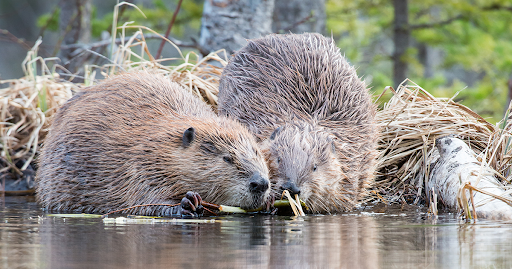Bị săn lùng để lấy lông làm mũ, hầu hết hải ly đều biến mất. Ở Anh, chúng đã biến mất vào 400 năm trước. Những loài gặm nhấm lưỡng cư này đóng vai trò quan trọng trong hệ sinh thái động, thực vật. Ở Devon, phía Tây nước Anh, một thử nghiệm tái sinh sản hải ly kéo dài hàng thập kỷ và kết thúc vào năm ngoái, duy nhất một cặp hải ly thành công và sinh sản được 15 nhóm gia đình. Ảnh: thefurbearers.com.