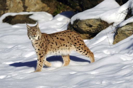 Vào những năm 1980 tại Trung Âu, loài Linh Miêu Á - Âu đã tuyệt chủng. Nhưng giờ đây nhờ phương pháp khoa học tiên tiến của các nhà khoa học (năm 1970) đã giúp chúng hồi sinh trở lại. Linh Miêu hiện đang sinh sống tại một vài quốc gia như: Thụy Sỹ, Pháp, Ý, Áo và Đức. Tuy nhiên, việc sinh sống nhỏ lẻ tại khắp các châu lục của quần thể này là một vấn đề lớn, vì vậy các nhà bảo tồn đang tìm cách kết nối loài động vật này lại thành một nhóm. Ảnh: Sciencedirect.