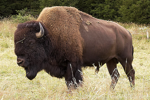 Bò rừng thảo nguyên đã tuyệt chủng vào khoảng 10.000 năm trước. Loài động vật này là một phần quan trọng trong hệ sinh thái động, thực vật của nước Anh. Các nhà bảo tồn của Vương quốc Anh đang nghiên cứu nhằm đưa một họ hàng gần của loài bò rừng thảo nguyên là bò rừng châu u trở lại các khu rừng của nước này. Ảnh: Cfgphoto.