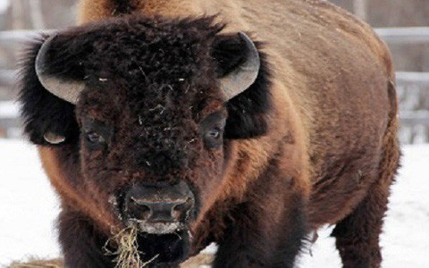 Dự án có tên "Wilder Blean" trị giá 1.4 triệu USD, được quỹ People's Postcode Lottery Dream tài trợ, với mục đích vào mùa xuân năm 2022 sẽ thả một đàn bò rừng châu u vào rừng West Blean, gần thành phố Canterbury ở phía đông hạt Kent. Vương quốc Anh là một trong những quốc gia có hệ sinh thái nghèo nàn nhất thế giới, hy vọng rằng với dự án lần này có thể "phục hưng" loài bò rừng thảo nguyên và môi trường tự nhiên nơi đây.