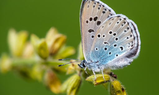 Loài bướm xanh đã tuyệt chủng ở vùng nông thôn Anh vào những năm 40. Tuy nhiên, chúng đã được các nhà khoa học tái sinh trở lại vào năm ngoái. Những nhà khoa học đã dành trọn 5 năm để để chuẩn bị khu vực sống cho loài bướm xanh này ở Rodborough Common tại miền Tây Nam nước Anh. Ảnh: butterfly-conservation.