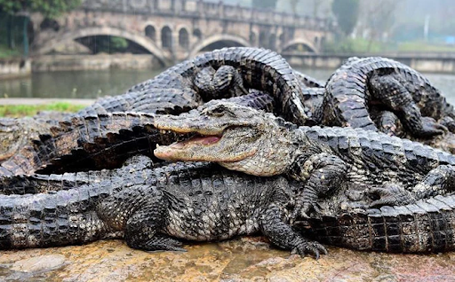 Từng sinh sôi phát triển mạnh tại lưu vực sông Dương Tử ở Trung Quốc, số lượng cá sấu Dương Tử đã giảm mạnh bởi nơi ở của chúng hầu hết đều trở thành ruộng lúa. Đến năm 2001, các nhà khoa học đã thực hiện việc nuôi và tái sản sinh số lượng nhỏ loài bò sát này trong khu bảo tồn. Và vào năm 2009, các nhà khoa học đã thả thêm 120 con cá sấu chúa giúp số lượng cá sấu Dương Tử tăng thêm gấp đôi trong tự nhiên. Ảnh: News.cn.