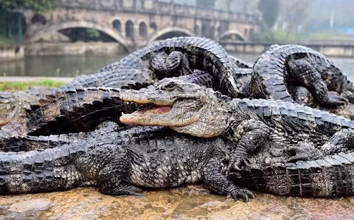 Từng sinh sôi phát triển mạnh tại lưu vực sông Dương Tử ở Trung Quốc, số lượng cá sấu Dương Tử đã giảm mạnh bởi nơi ở của chúng hầu hết đều trở thành ruộng lúa. Đến năm 2001, các nhà khoa học đã thực hiện việc nuôi và tái sản sinh số lượng nhỏ loài bò sát này trong khu bảo tồn. Và vào năm 2009, các nhà khoa học đã thả thêm 120 con cá sấu chúa giúp số lượng cá sấu Dương Tử tăng thêm gấp đôi trong tự nhiên. Ảnh: News.cn.