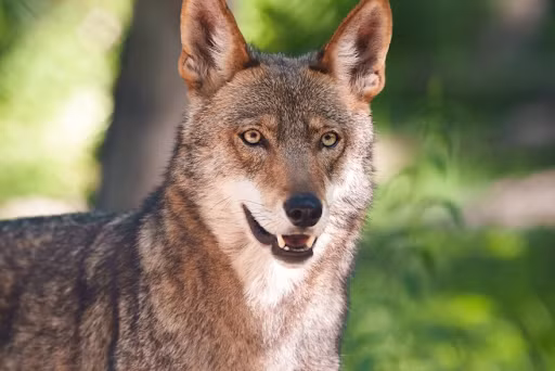 Vào những 1970, nạn săn bắn và việc mất đi môi trường sống đã khiến loài sói đỏ Bắc Mỹ đứng trên bờ vực tuyệt chủng. Thời điểm đó, các nhà khoa học đã tìm kiếm số lượng sói đỏ còn lại và thực hiện quá trình bảo tồn. Quá trình này diễn ra thành công, vì vậy vào năm 1987, bốn cặp sói đã được thả tại phía Bắc Carolina. Đến năm 2006, “dân số” loài đạt đến 130 con. Tuy nhiên, giờ đây do quá trình bảo tồn suy giảm khiến số lượng loài sói đỏ đứng lên trên bờ vực tuyệt chủng lần thứ hai. Vào tháng 2 năm 2021, chỉ còn lại 10 loài động vật sói sống tự do được biết đến. Ảnh: kcur.org.