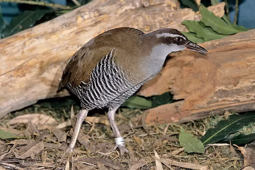 Loài chim Gallirallus owstoni gần như bị tuyệt chủng vì bị xâm lấn và ăn thịt bởi một loài rắn vào năm 1970. Năm 1981, các nhà bảo tồn đã nhanh chóng giải cứu 21 con chim cuối cùng trên hòn đảo phía tây Thái Bình Dương. Sau chương trình bảo tồn kéo dài 8 năm, họ bắt đầu thả chúng quay trở lại tự nhiên ở hòn đảo không có rắn là Rota cách Guam 30 dặm về phía Đông Bắc. Các nhà bảo tồn hy vọng rằng sẽ đưa loài chim này quay trở lại đảo Guam trong thời gian tới. Ảnh: Sandiegozoo.org.